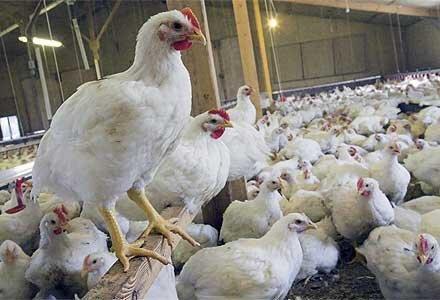 قیمت مرغ زنده در استان کرمان، پایین تر از متوسط کشوری
