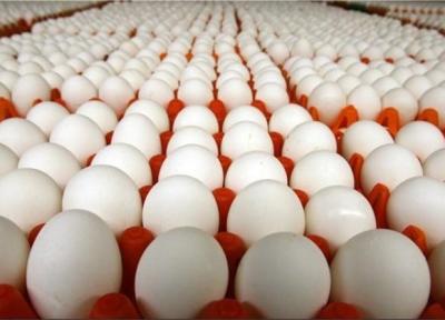 معاون وزیر جهاد کشاورزی: ایران دوازدهمین تولیدکننده تخم مرغ در دنیا است