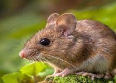 پیر شدن موش های جوان پس از تزریق خون موش های پیر!
