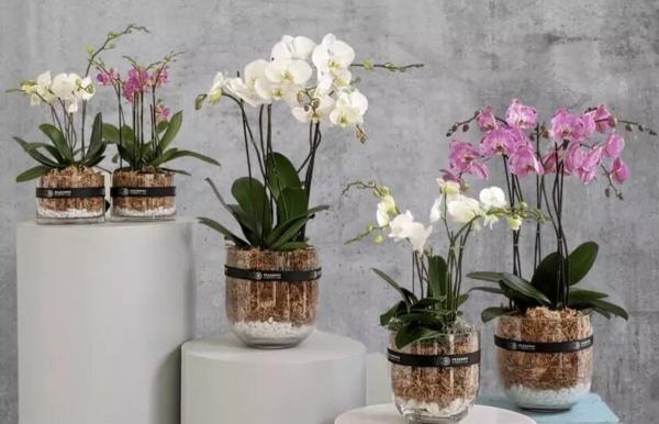 بهترین روش نگهداری از گل ارکیده