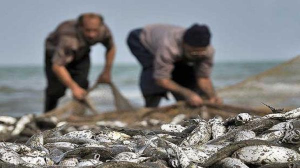 صید 300 تن ماهی از دریای مازندران