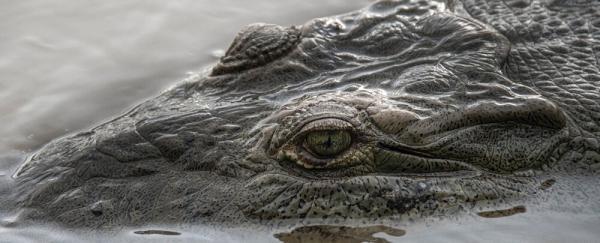 عکس ، تمساح های جان سختی که در آلوده ترین رودخانه جهان زنده ماندند!