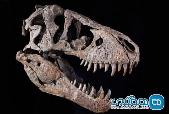 جمجمه یک دایناسور تی رکس به مبلغی بسیار کمتر از پیش بینی ها فروخته شد