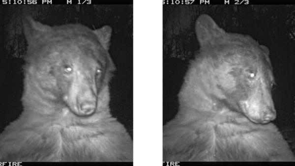 رفتار عجیب خرس سیاه در تاریکی شب ، عکس